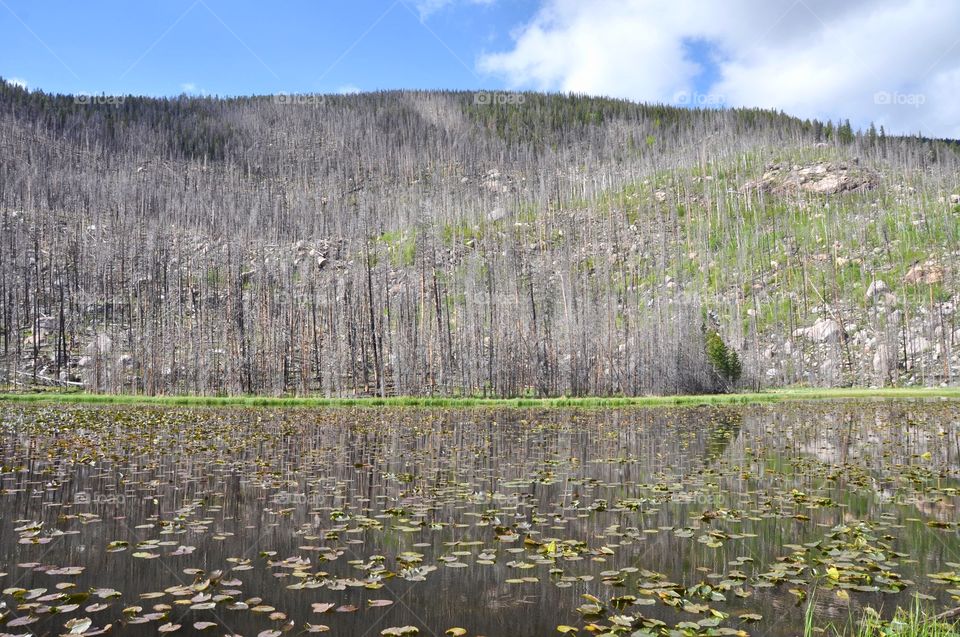 An early spring forest is reflected in a mirror smooth lake full of lily pads and green foliage.