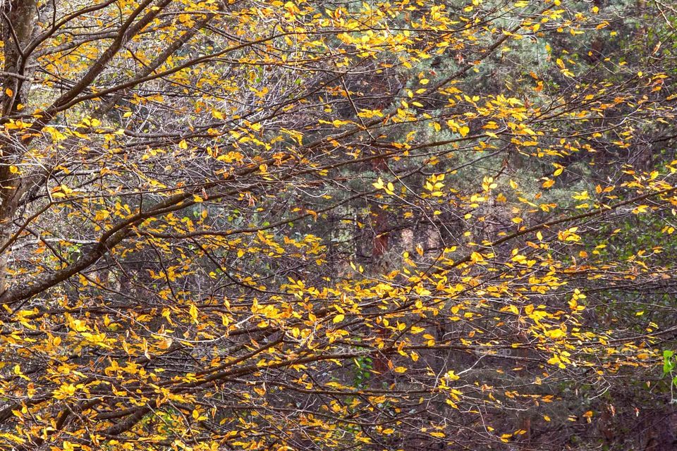 Autumn Landscape