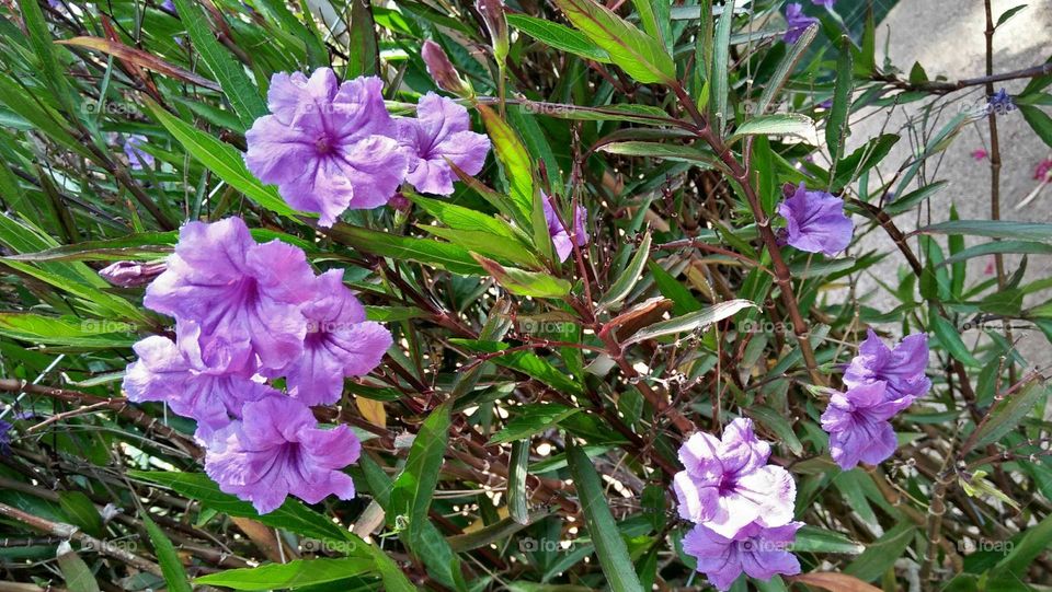 Beautiful purple flowers.