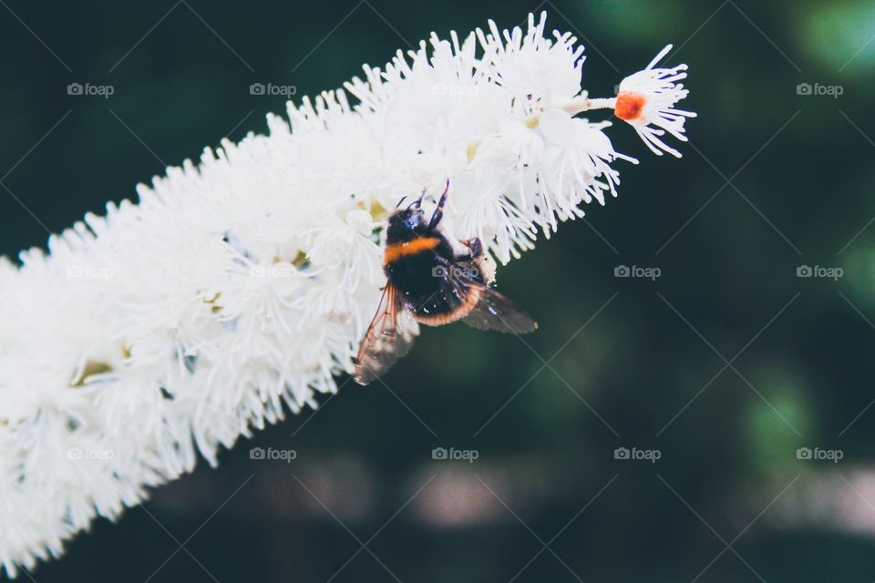 Bee and white flower 