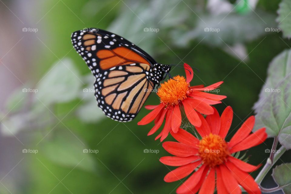 Orange and black monarch butterfly on stamen of orange zinnia
