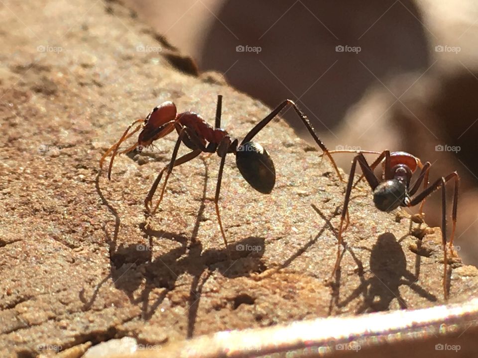 Closeup of two large red worker ants