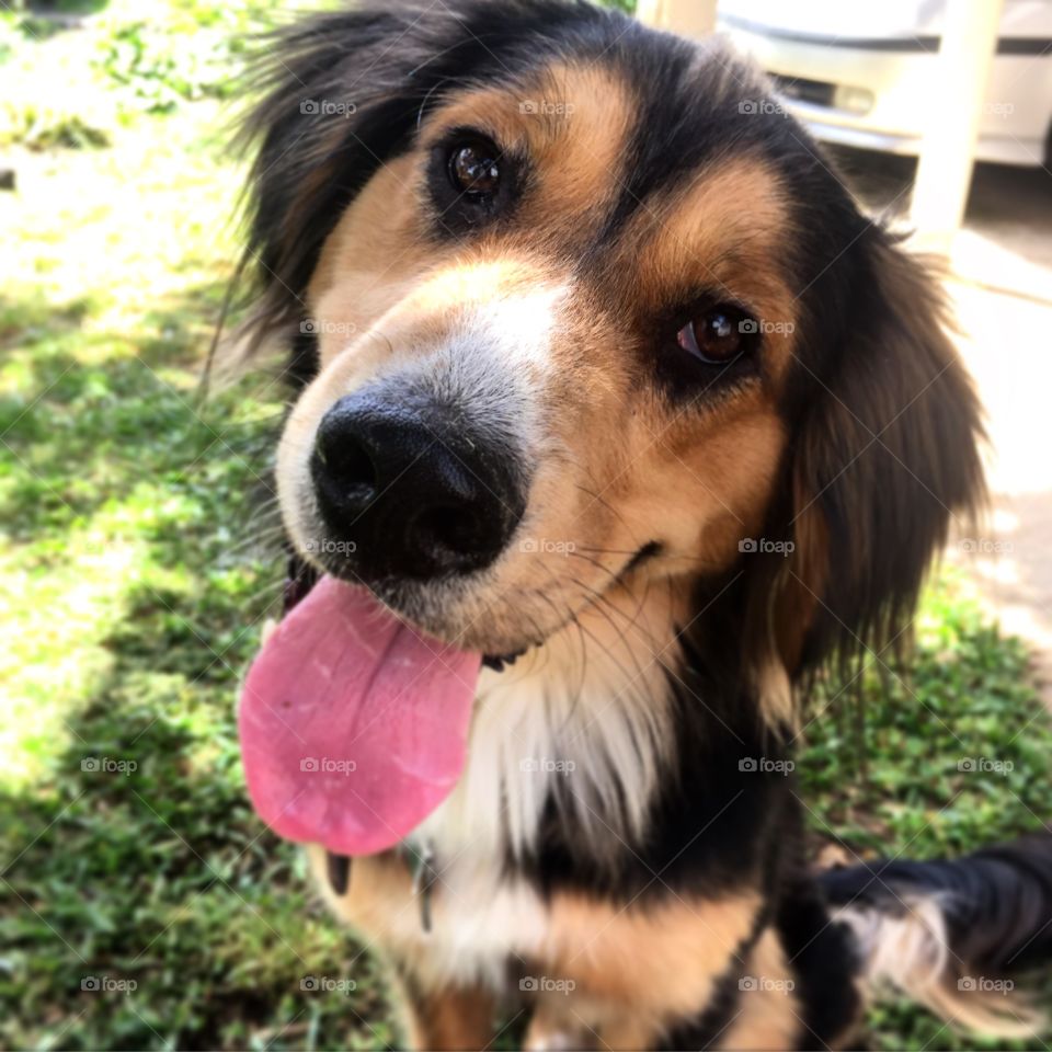 Extreme close-up of dog