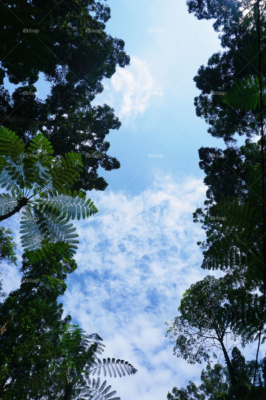 Looking up seeing blue sky in the forest