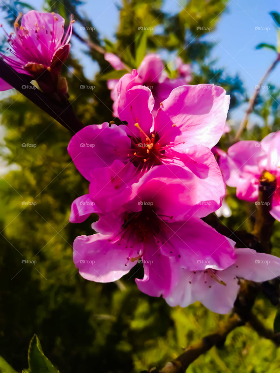 flowers