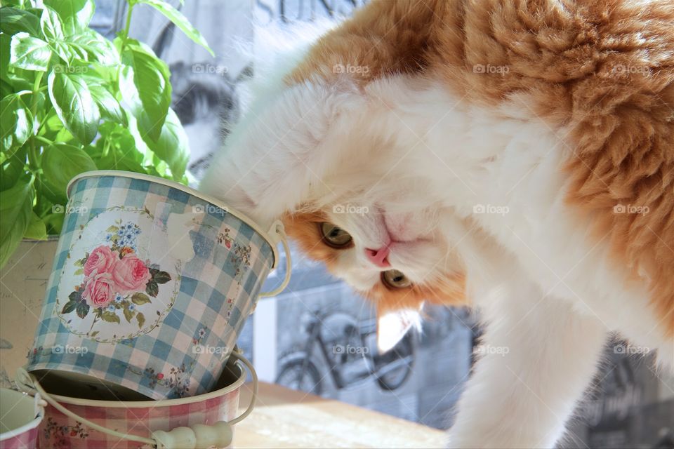 Norwegian forest cat . Norwegian forest cat 