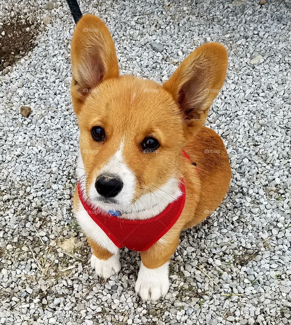 Cuteness Overload Corgi Puppy