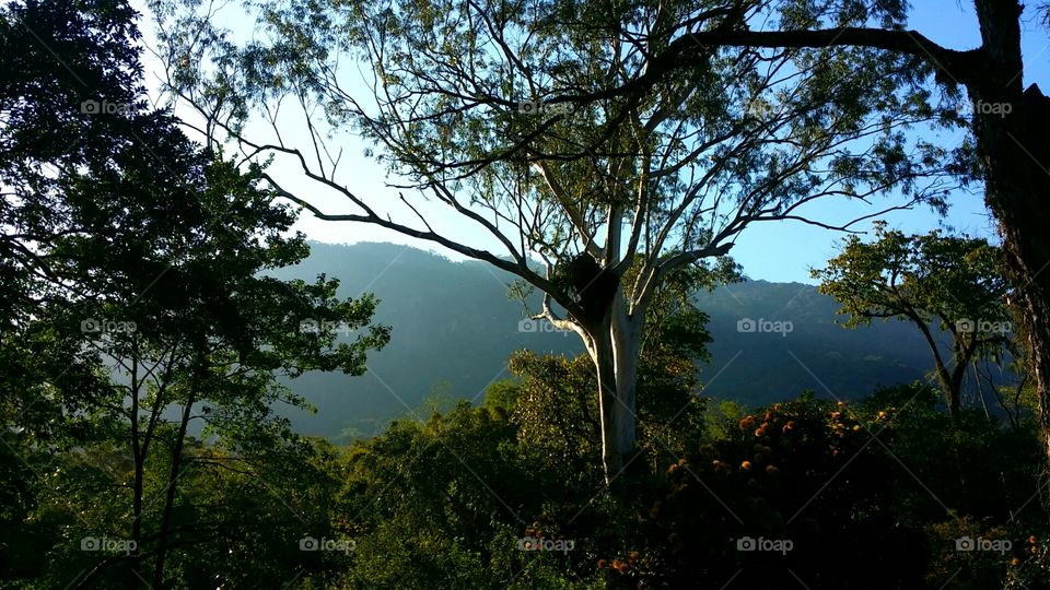 Botanical gardens Rio