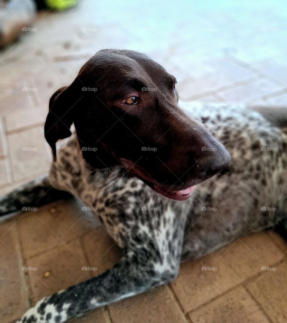 a dog, spotted, looking around with curiosity  and smartness in its beautiful brown dog eyes