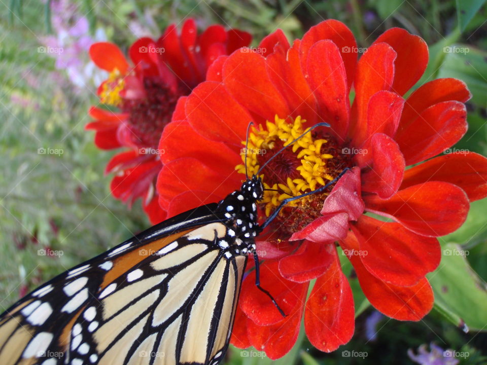 Monarch feeding. Monarch butterfly feeding on red flower