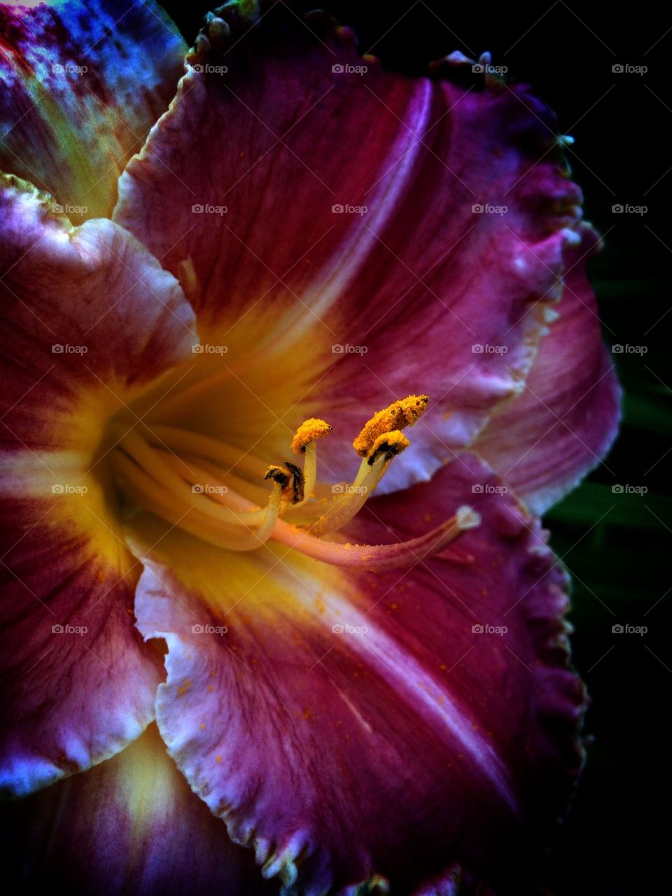 Daylily