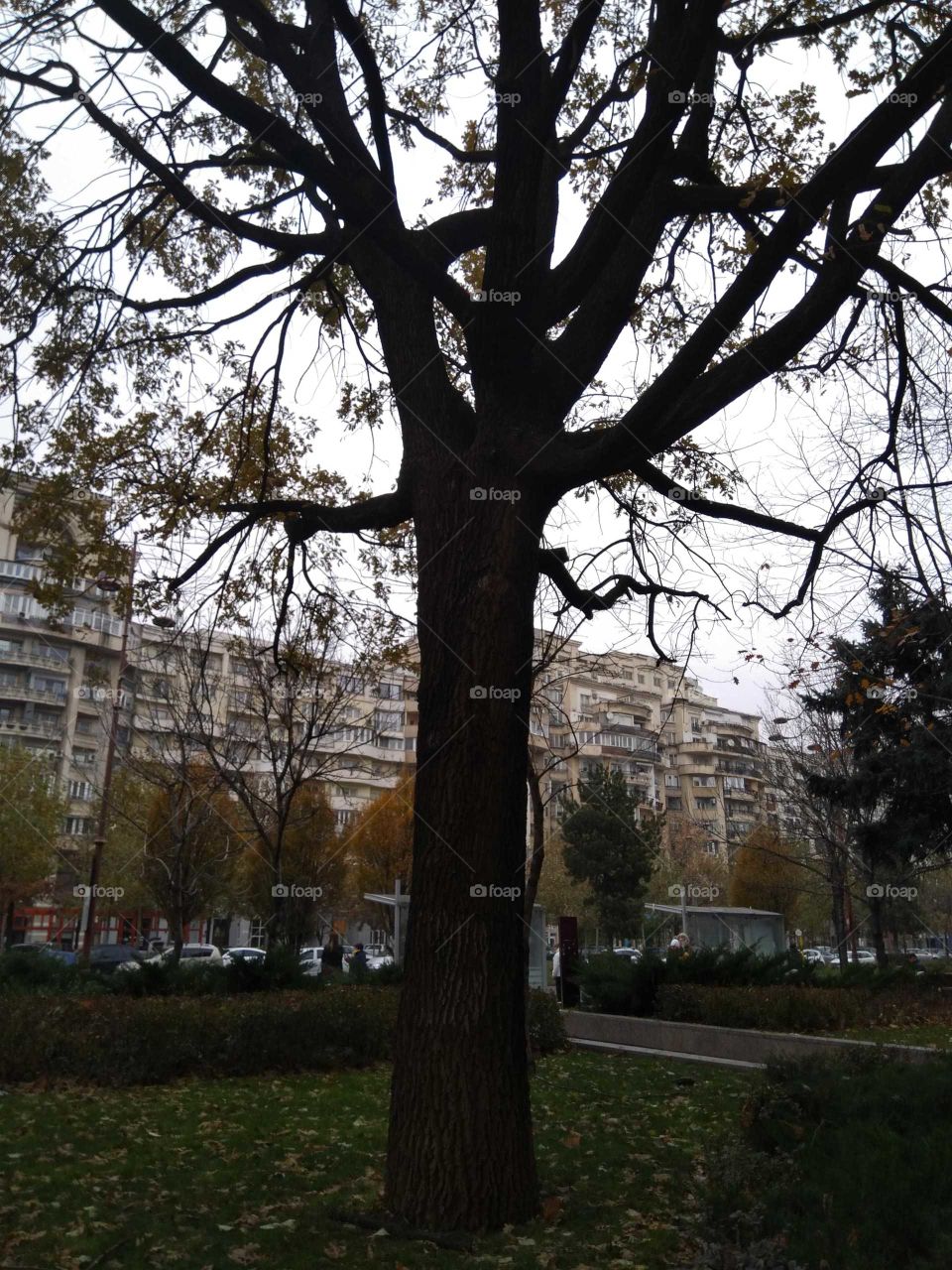 Big tree in the city