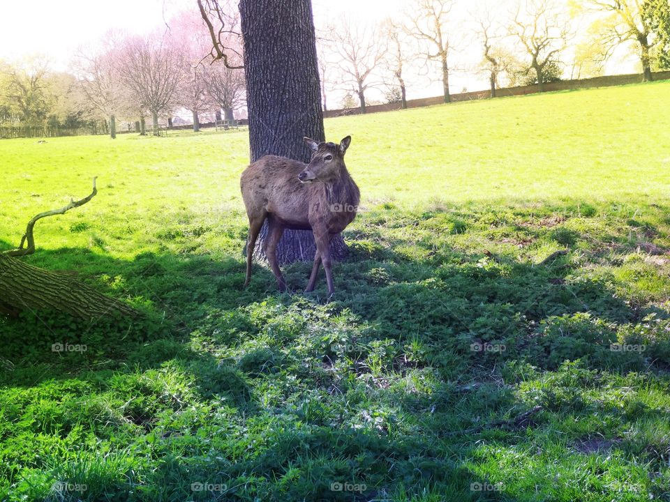 roe. roe in the Wollaton Park