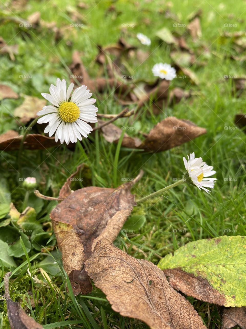 Autumn in the garden
