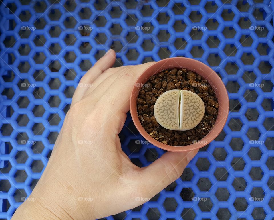 My Lithop luvly