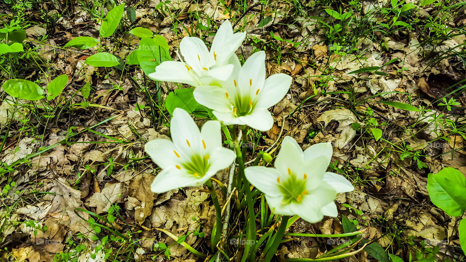 Wild Lillies- A bunch of wild lillies along the trail.