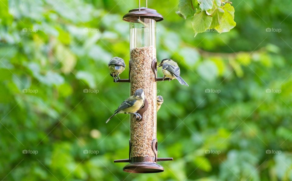 Birds at bird feeder