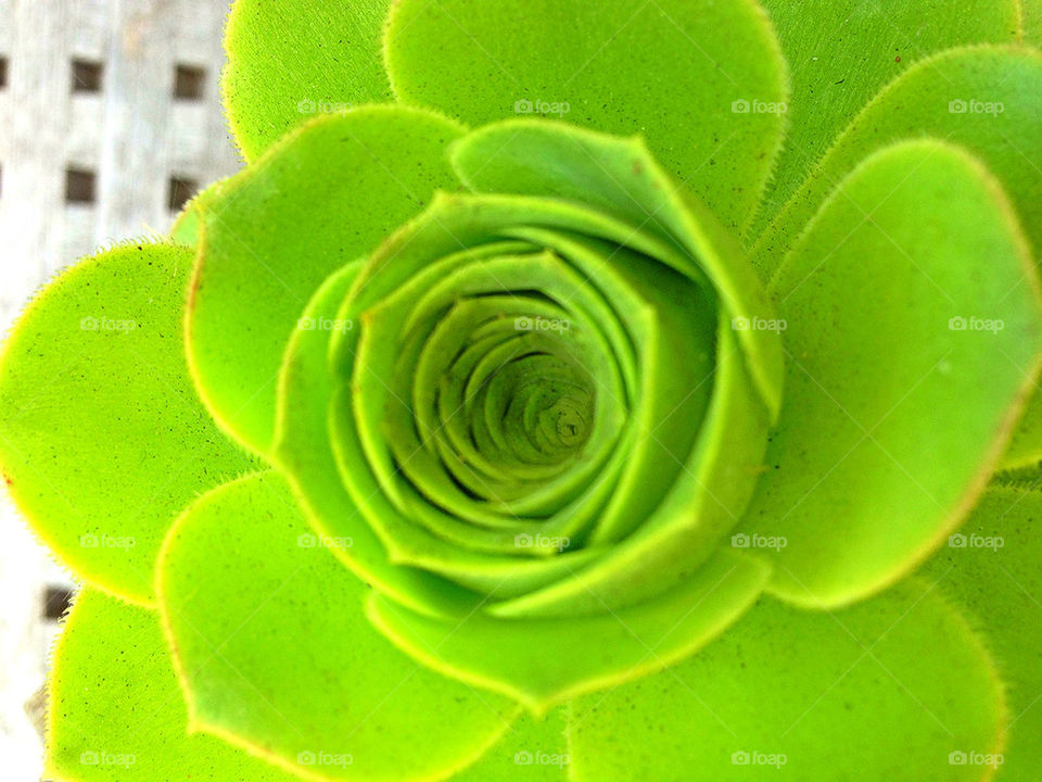 green pretty flower macro by itsAus