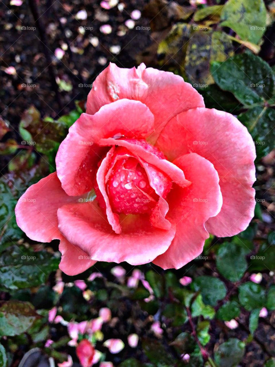 Pink rose 1