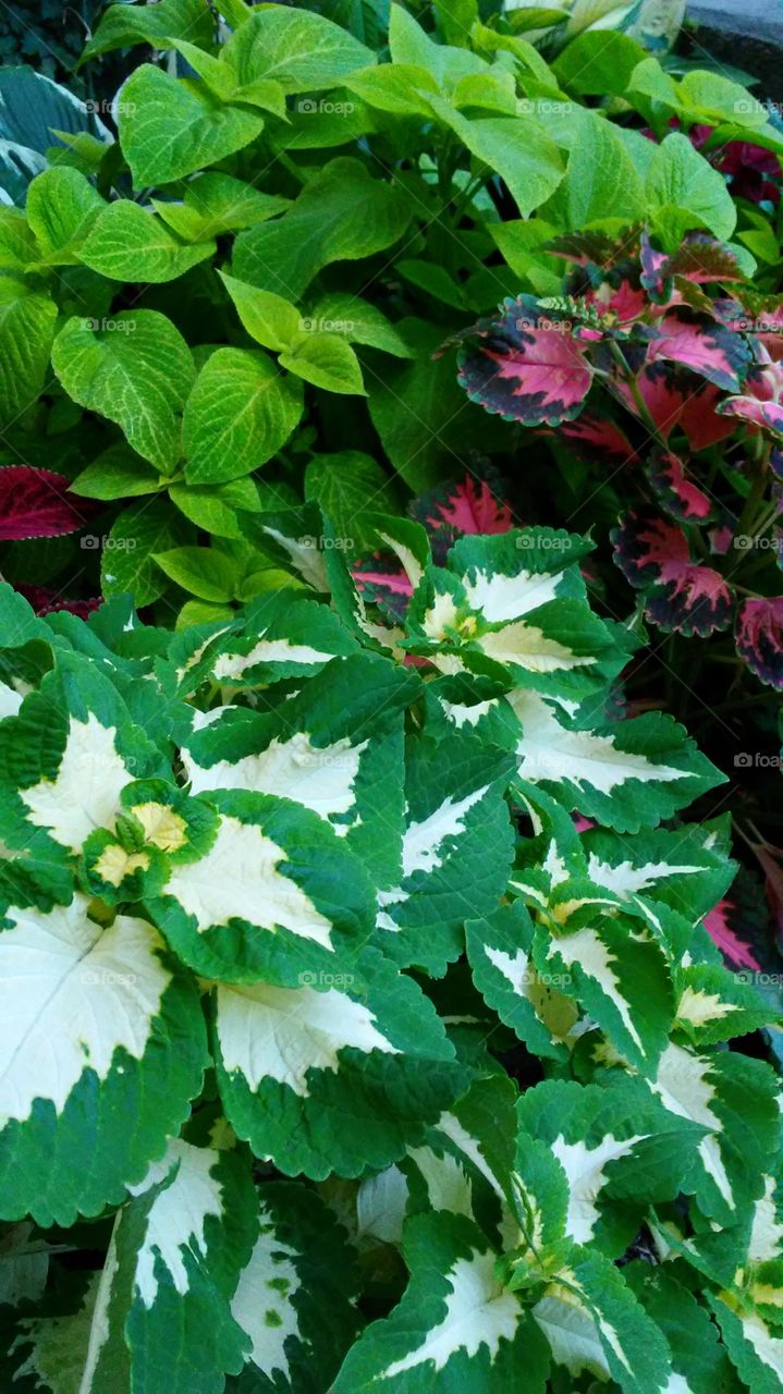 Leaf, Nature, Flora, No Person, Garden