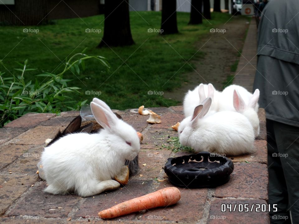 Rabbits