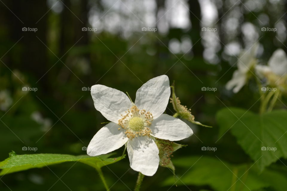 Wild white alpine wildflower closeup macro