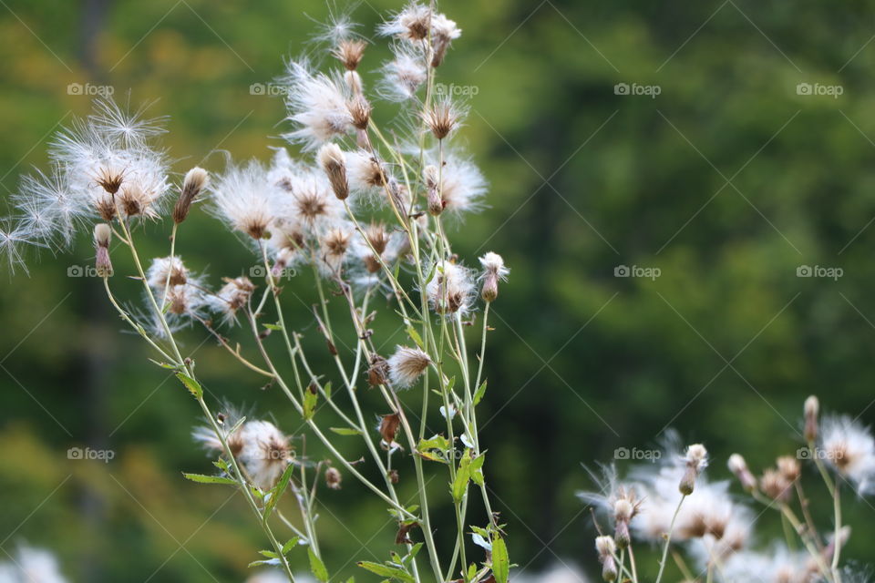 Dry flowers, end of summer 