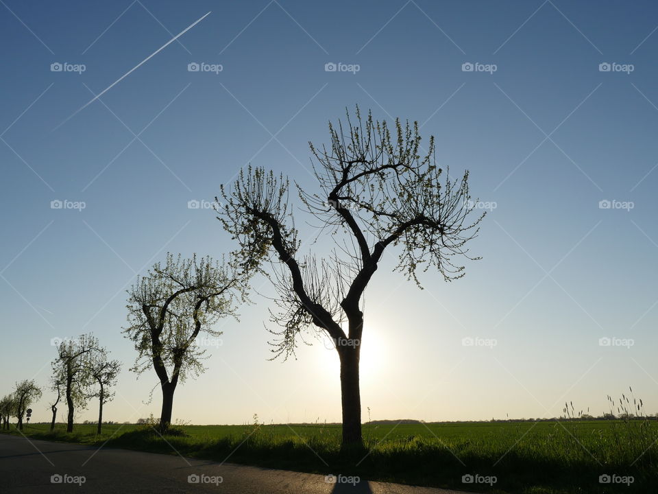 Tree silhouettes