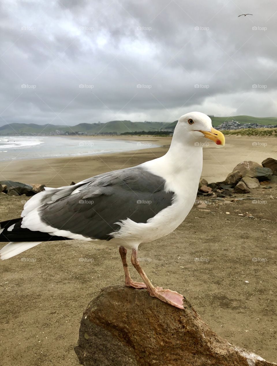 Seagull 