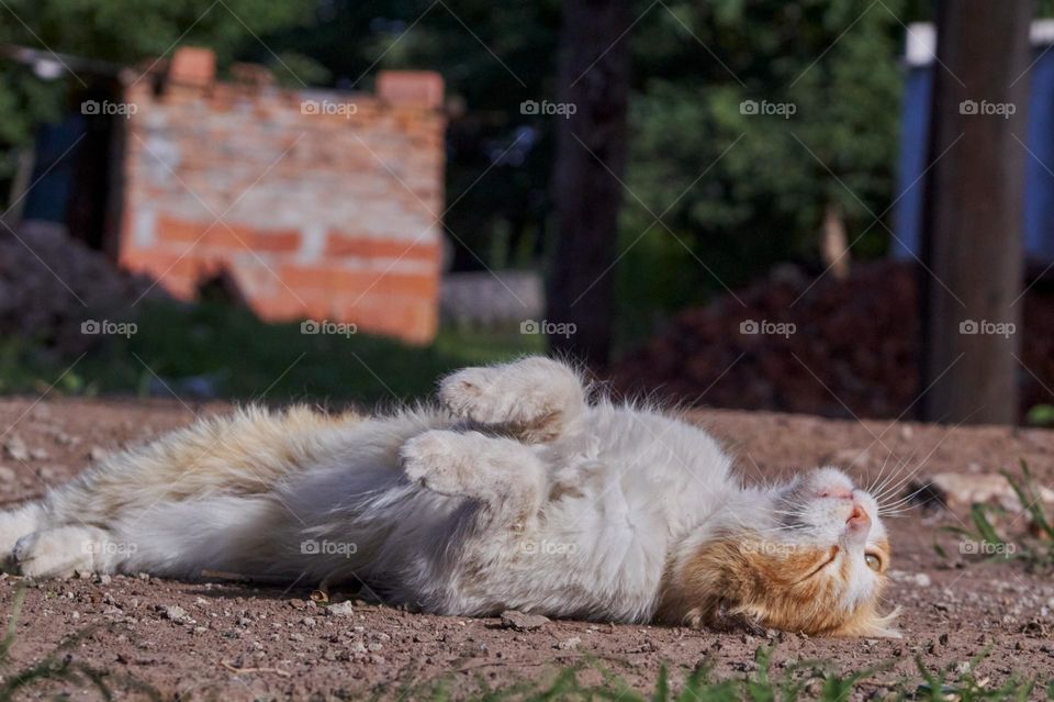 Stray cat lying belly up in the sun