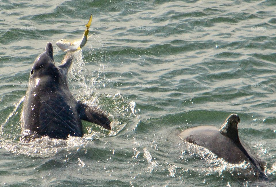 Dolphins throw a fish in the air off the coast of Florida. 