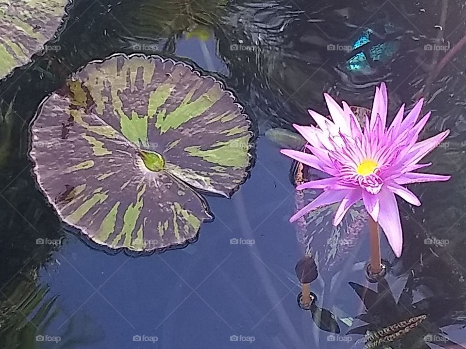 water lily and a lily pad