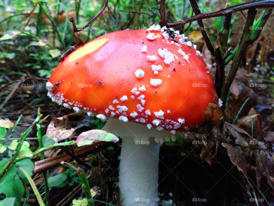 Fly agaric