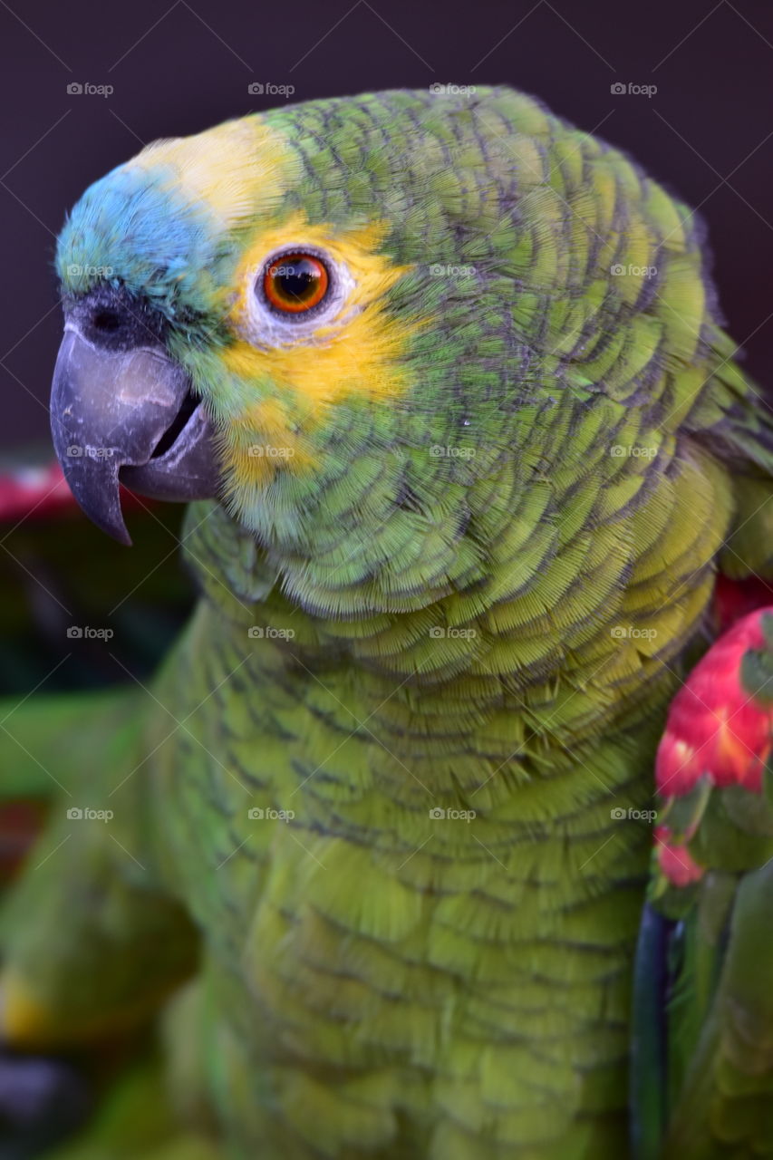 Sweet Parrot