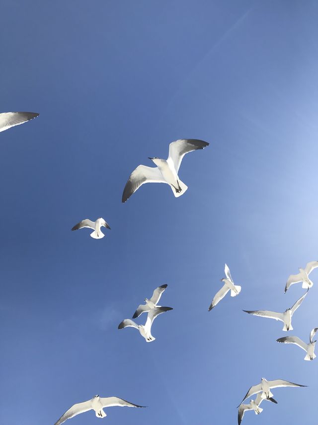 Seagulls, Bird, Flight, Nature, Sky