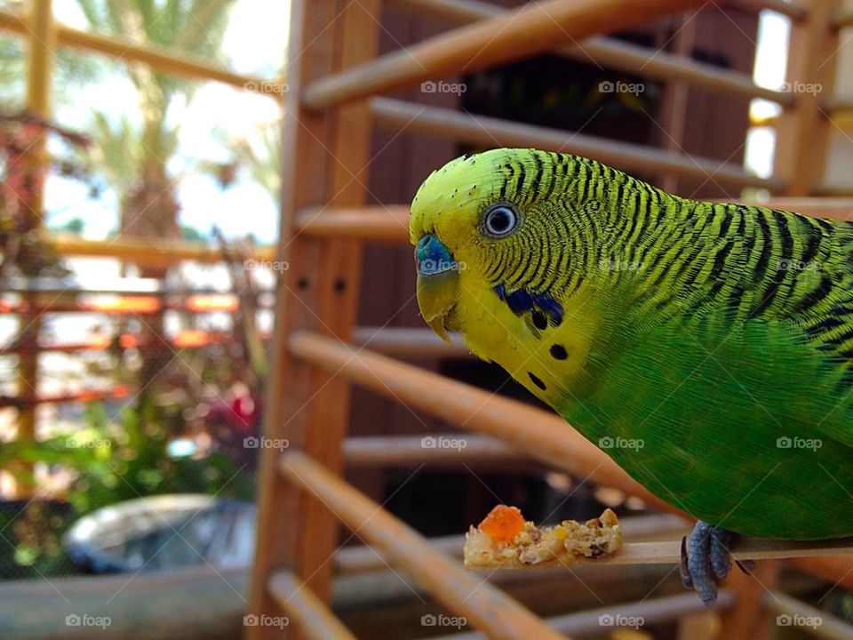 Parakeet feeding