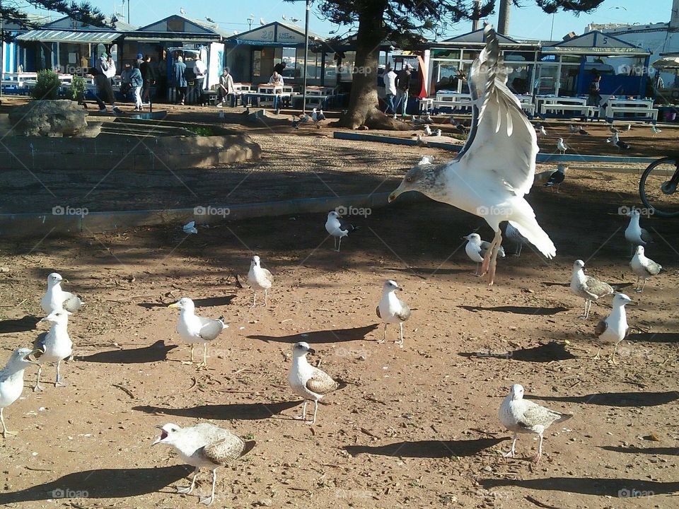 Wildlife in urban city at essaouira in Morocco.