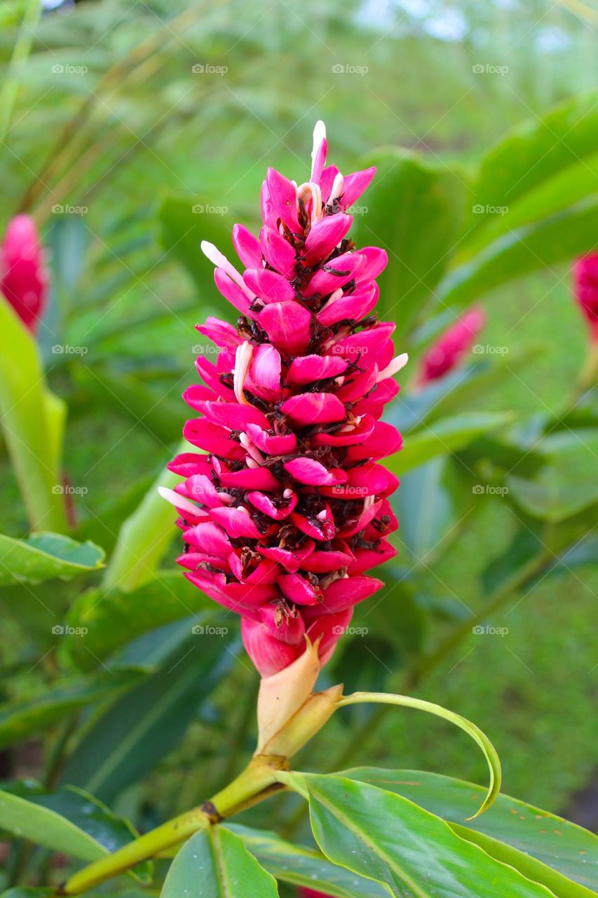 Close up of red ginger.  Beautiful tropical plant with red flower .
