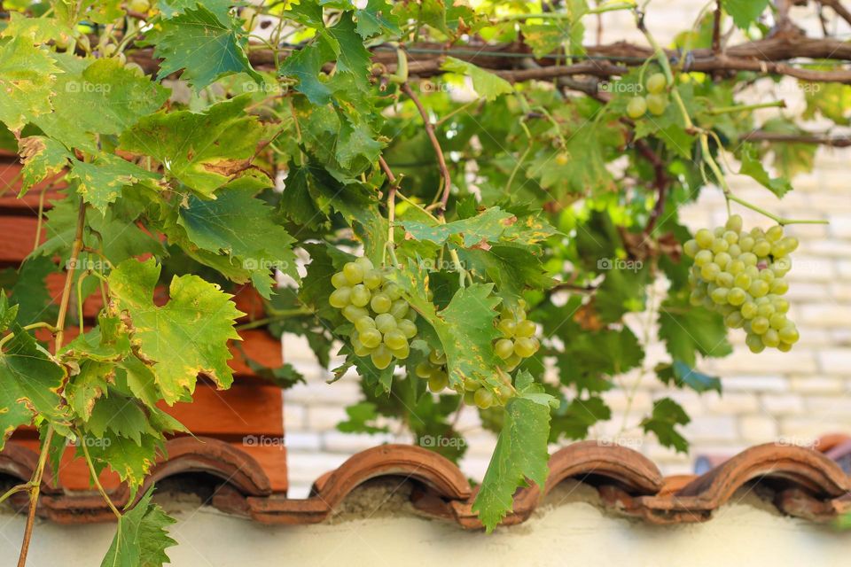 Ripe organic white grapes next to the roof