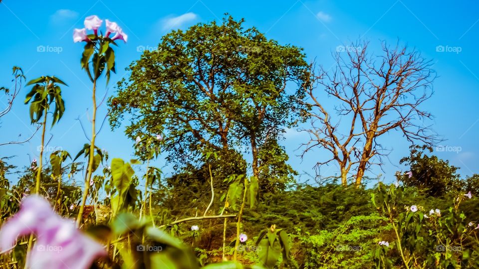 colourful trees nature 