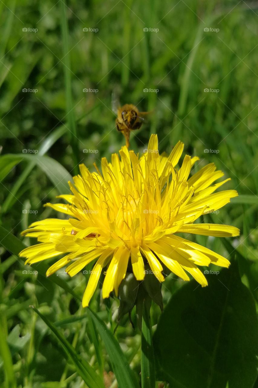 Honey bee lands on a dandelion flower