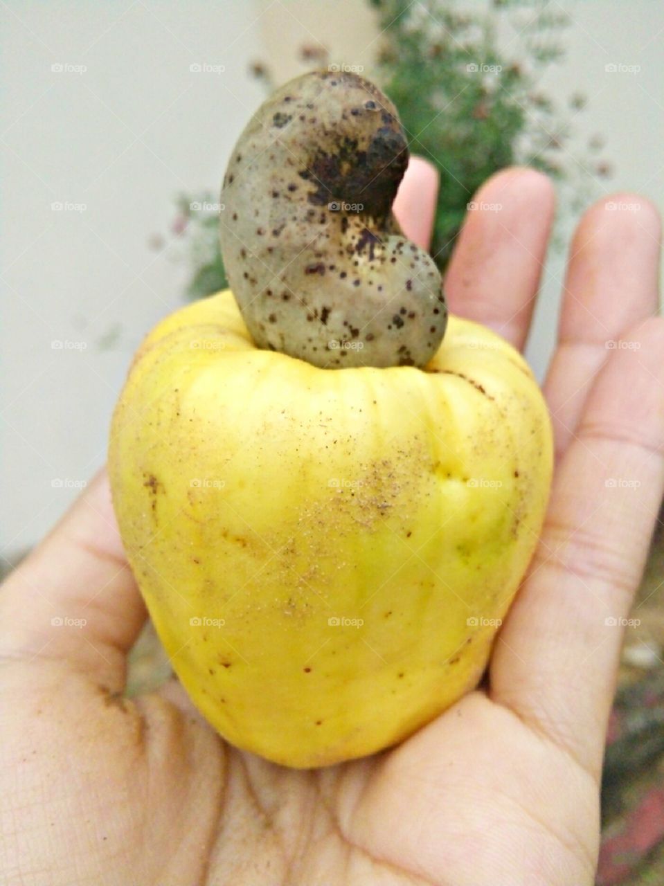 The cashew tree is a tropical evergreen tree that produces the cashew seed and the cashew apple. It can grow as high as 14 m, but the dwarf cashew, growing up to 6 m, has proved more profitable, with earlier maturity and higher yields.