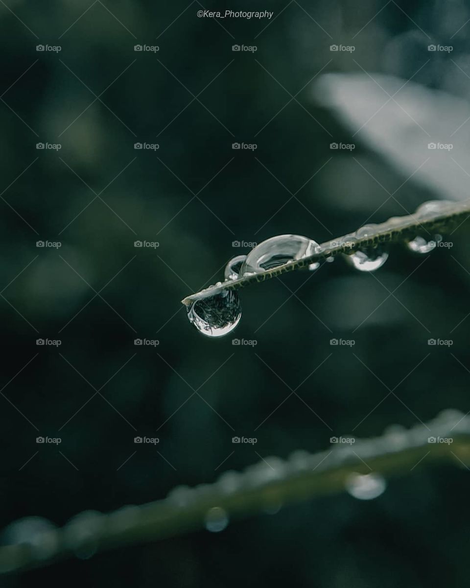 rain drops