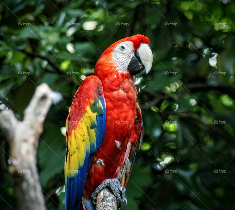 Macaw