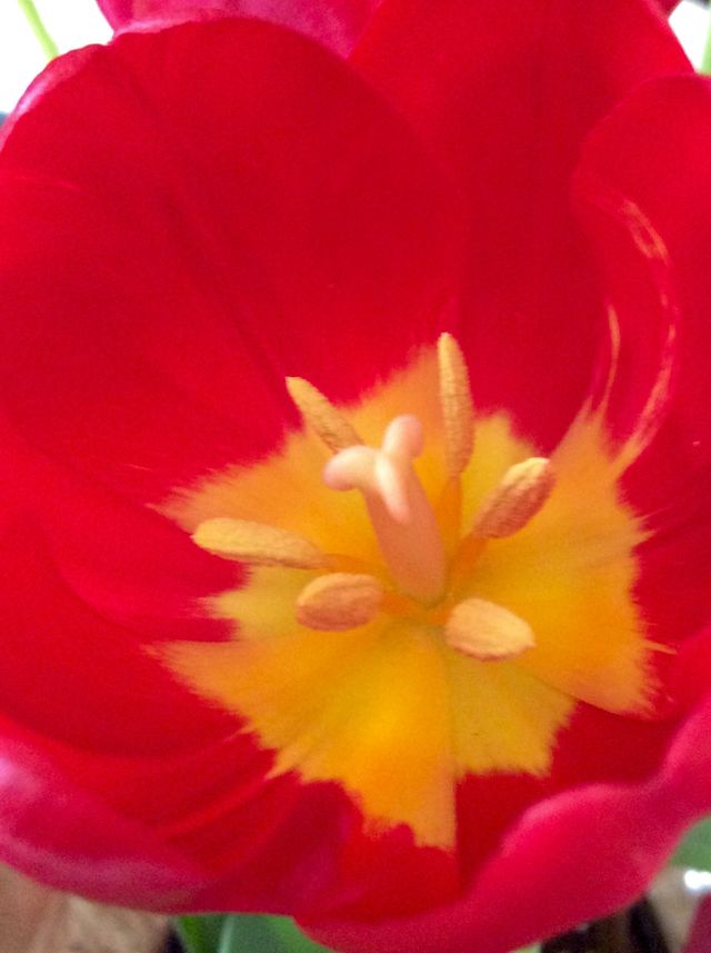 Tulip Tulip Tulip
