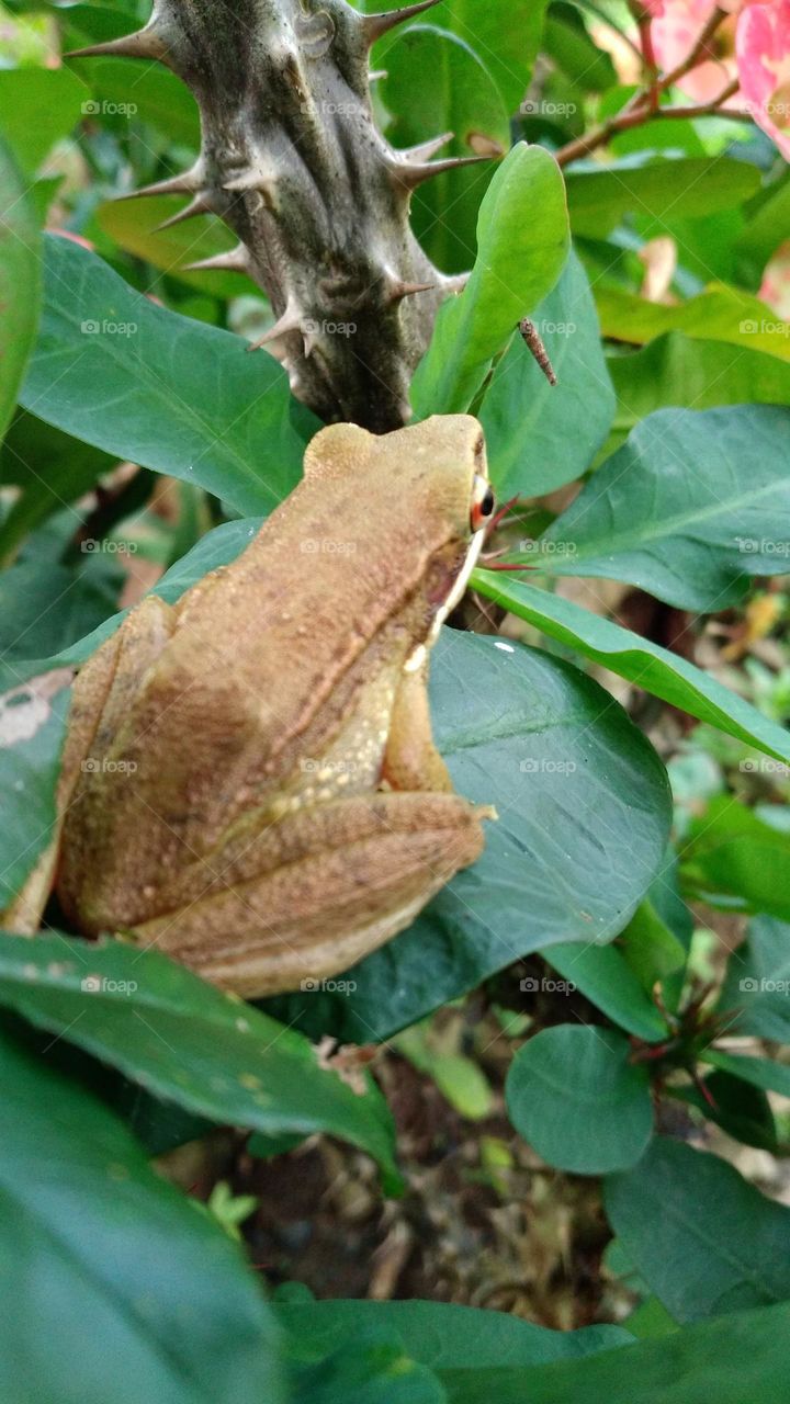 This pond frog is perched on a leaf