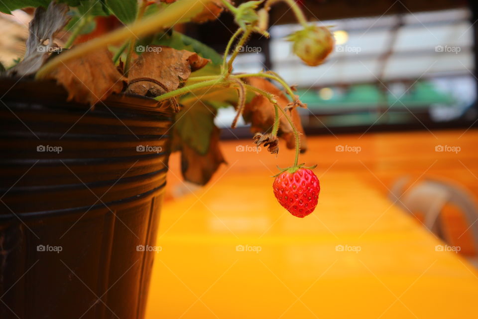 strawberry