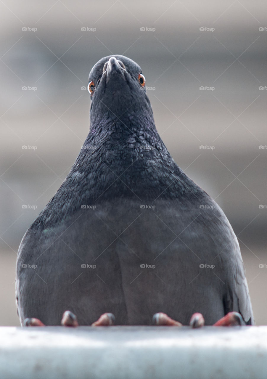 Pigeon