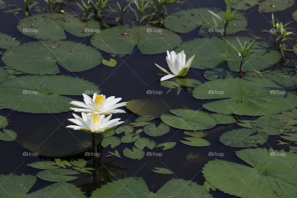 Waterlilies in a pond with lily pads in shot