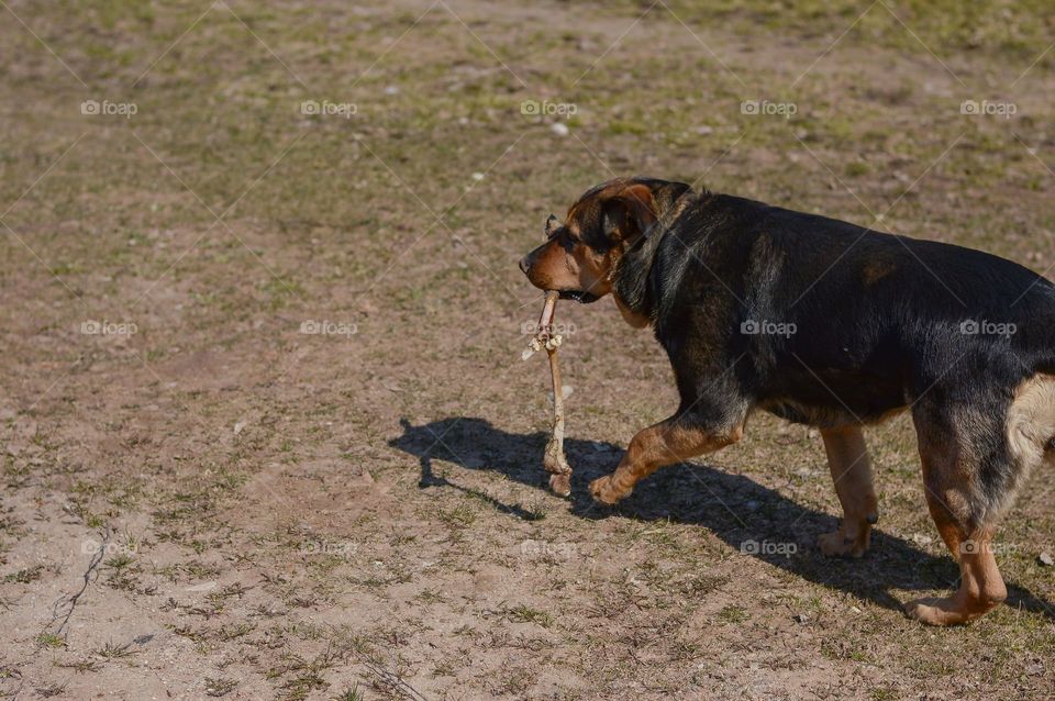 Dog found A bone of A dead animal while exploring forest.